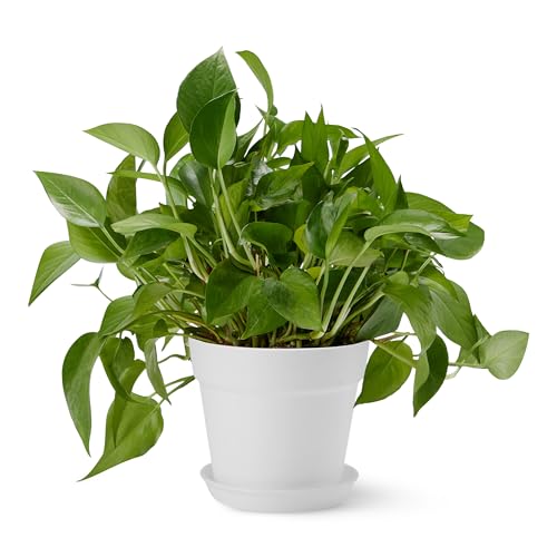 Amazon Basics Plant Pots, 6 inch, White, 1-Pack